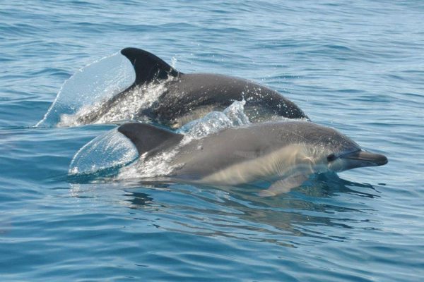 77-dolphin-watching-from-albufeira-1575396926