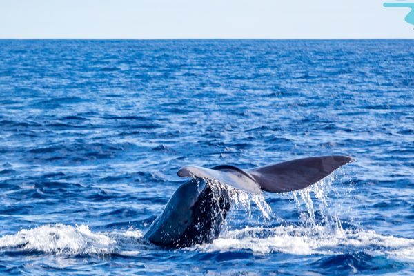 7724-whale-watching-tour-terceira-island-1632915637