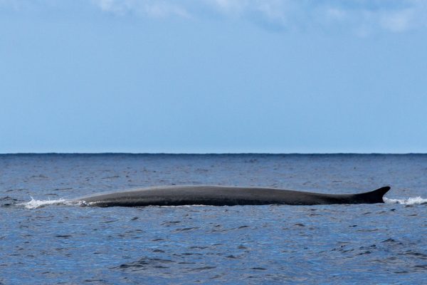 7725-whale-watching-terceira-azores-1632915637