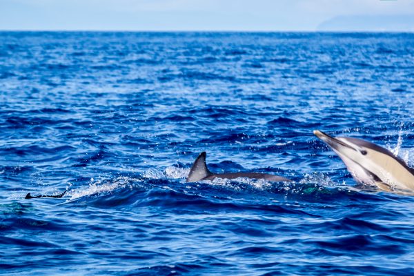 7727-dolphin-watching-terceira-island-1629452542