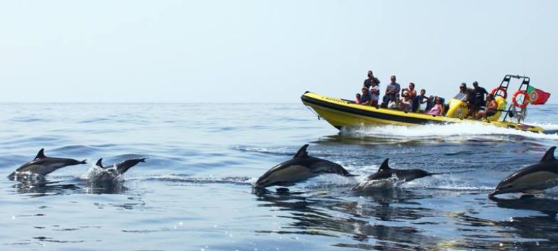 78-caves-and-dolphin-watching-from-albufeira-close-encounters-with-dolphins-1575396926