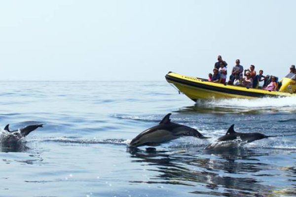 78-caves-and-dolphin-watching-from-albufeira-close-encounters-with-dolphins-1575396926