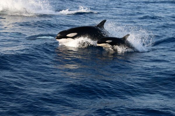 802-tarifa-dolphin-watching-1575397307