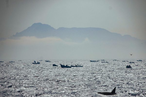 805-dolphin-watching-gibraltar-1575397308