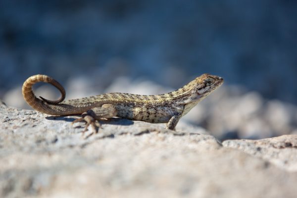 8068-curly-tailed-lizard-1636546151