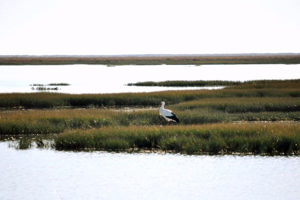 8241-faro-boat-trip-birdwatching-in-ria-formosa-1-1670236425