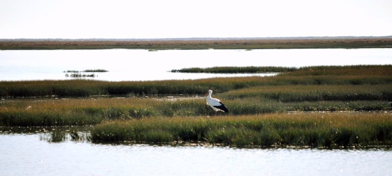 8241-faro-boat-trip-birdwatching-in-ria-formosa-1-1670236425