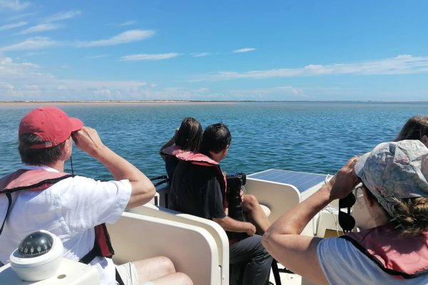 8245-faro-boat-trip-birdwatching-in-ria-formosa-0-1670236429