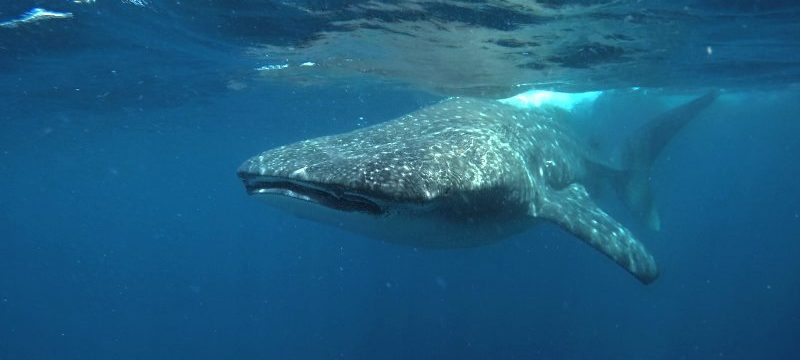 8377-whale-shark-cancun-eco-1641921234