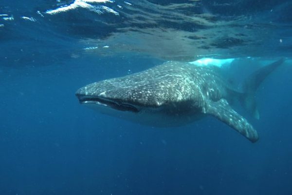 8377-whale-shark-cancun-eco-1641921234