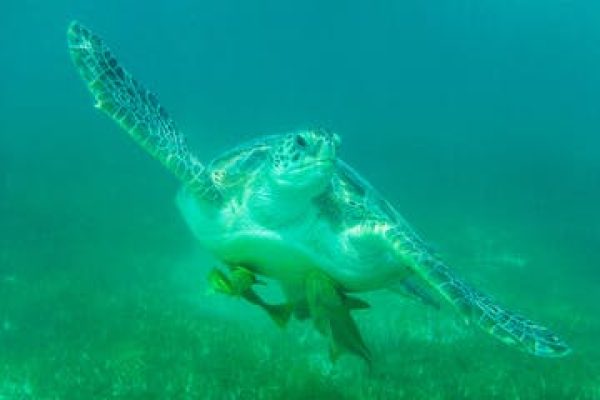 8380-turtle-snorkeling-ecocolorstours-min-scaled-1641923801