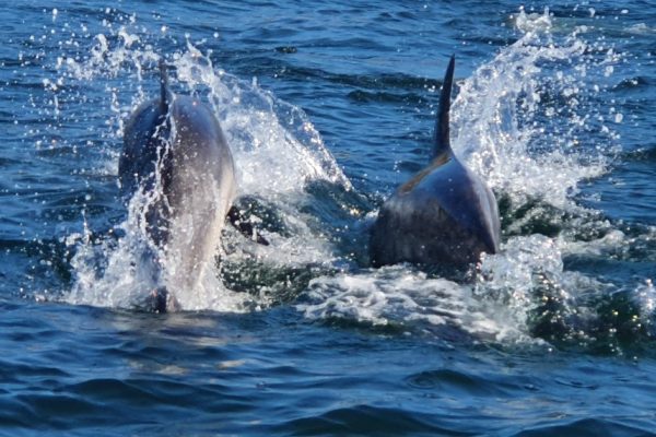 8485-dolphin-watching-tour-sesimbra-1643122324