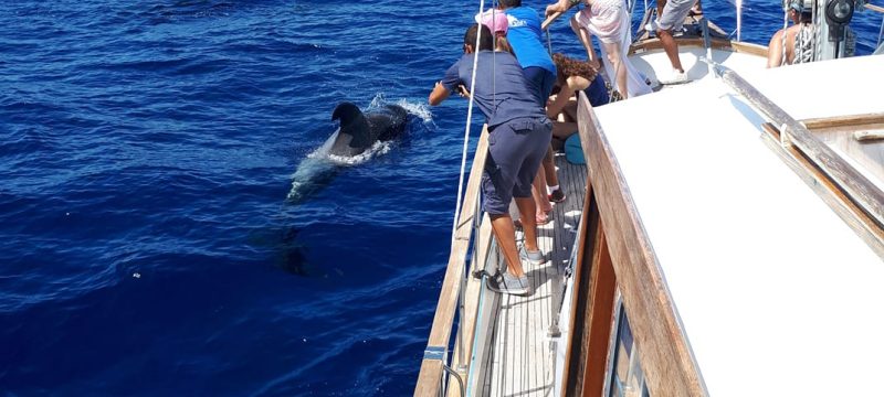 8742-cabo-girao-sailing-trip-for-dolphin-and-whale-watching-1646145430