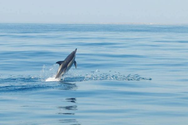 8804-dolphin-watching-in-lagos-1647092131