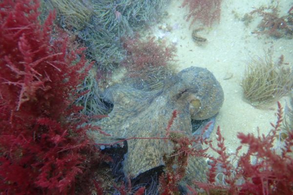 9078-open-water-diver-course-in-arrabida-natural-park-1650368760