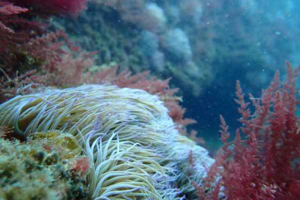 9082-open-water-diver-course-in-arrabida-natural-park-1650368760