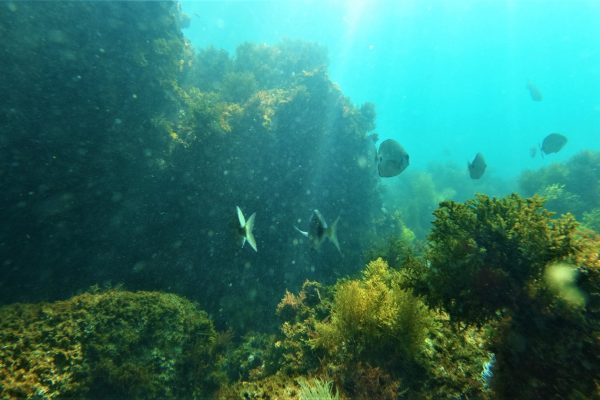 9084-snorkeling-in-arrabida-natural-park-1649927084