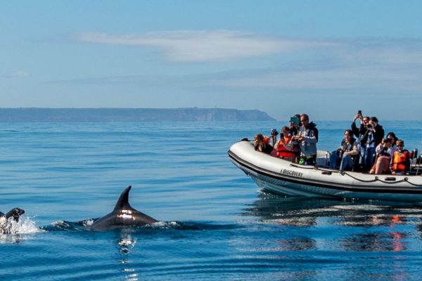 Dolphins Lisbon 1