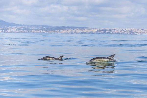 Dolphins Lisbon 2