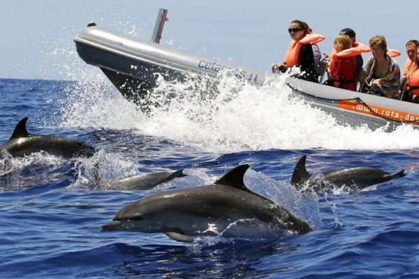 Dolphins next to a boat in Madeira