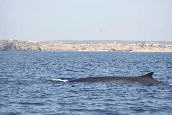 Whale watching in Sagres 10