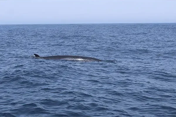 Whale watching in Sagres 2