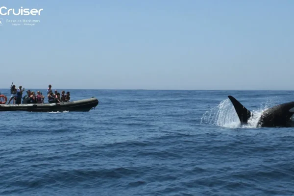 Whale watching in Sagres 3