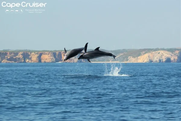 Whale watching in Sagres 4