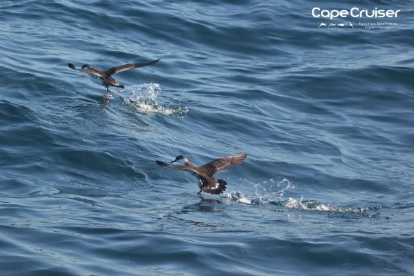 Whale watching in Sagres 5