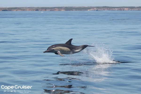 Whale watching in Sagres 6