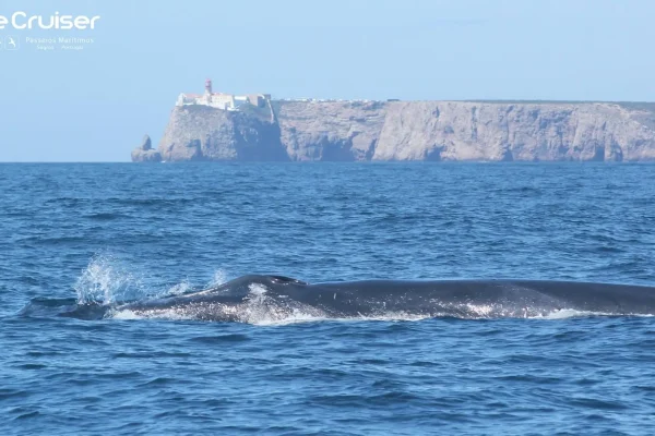 Whale watching in Sagres 7