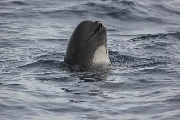 Whale watching in Sagres 9