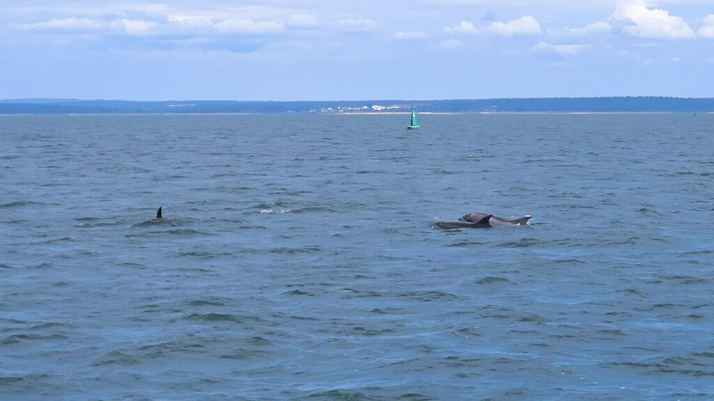 It's hard to catch them on camera, but they were all around the boat!