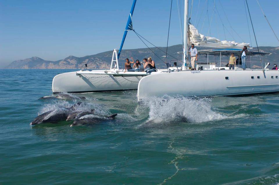 How to get from Lisbon to Setúbal vertigem azul - dolphin watching from Setubal