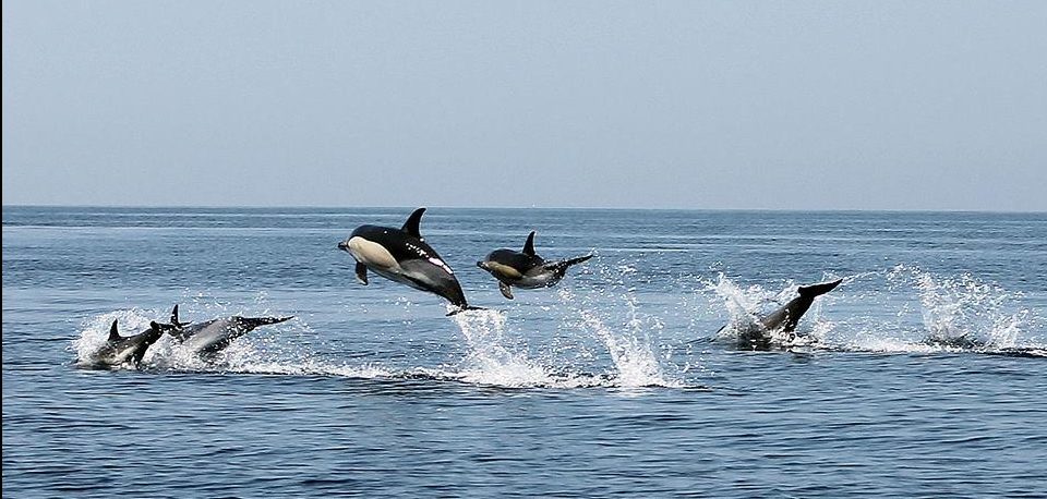 wildwatch dolphins