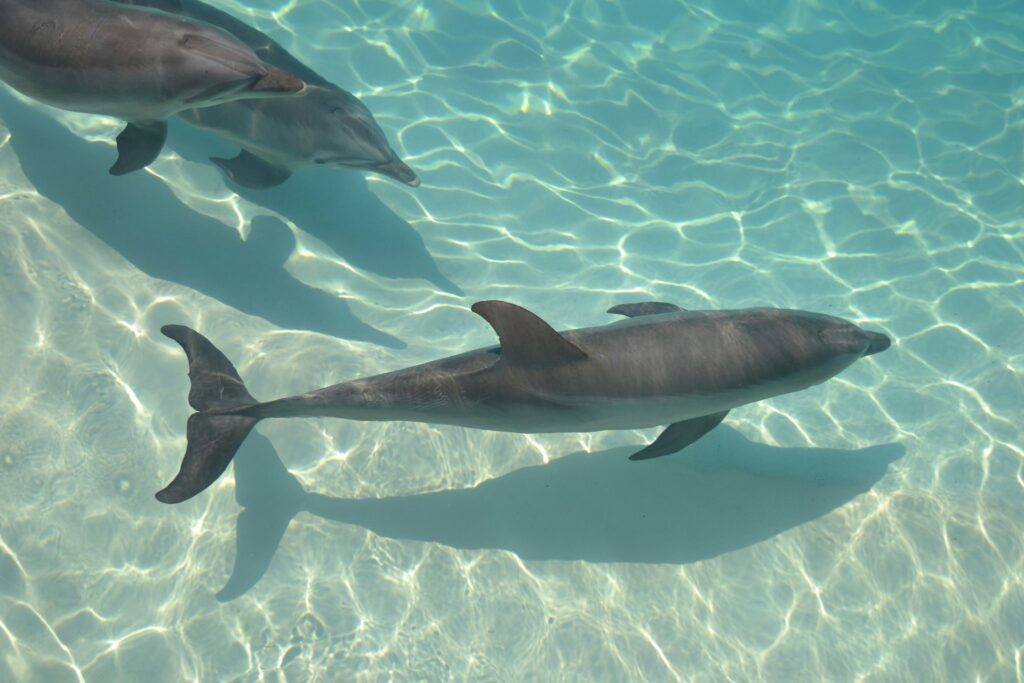 Los mejores lugares para avistar ballenas y delfines en Europa